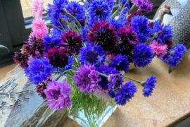 Grow Your Garden: Beautiful Flowers to Plant in Autumn