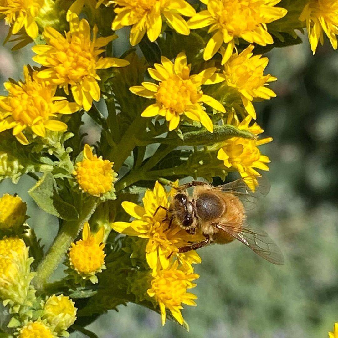 Flowers to Plant in Autumn