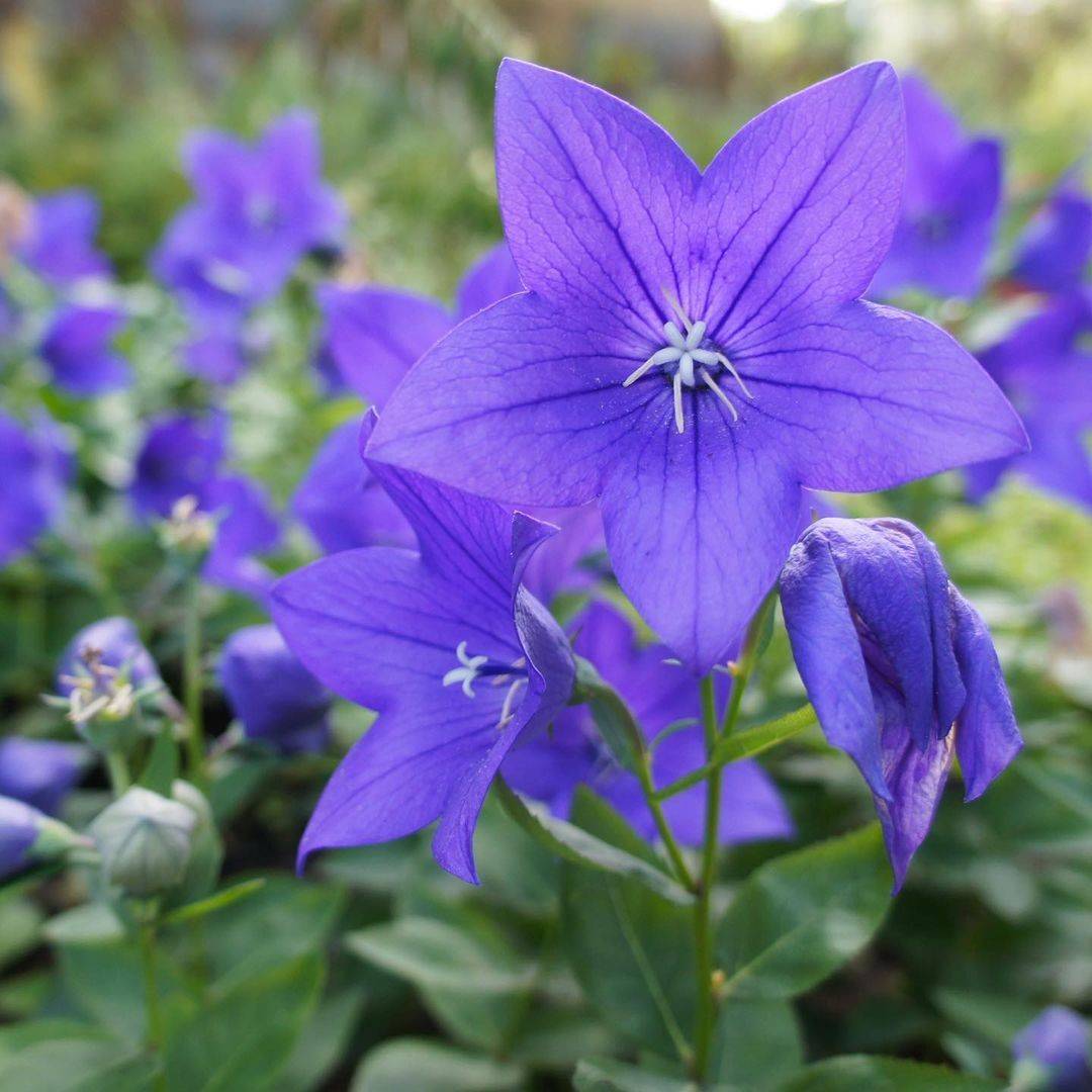 Flowers to Plant in Autumn
