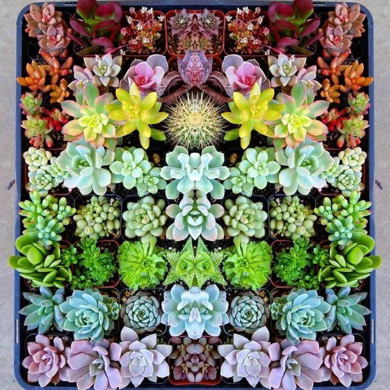 rainbow succulent planter box