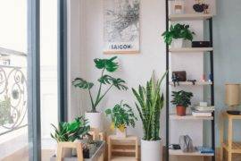 5 Common Houseplant Pests and How to Handle Them