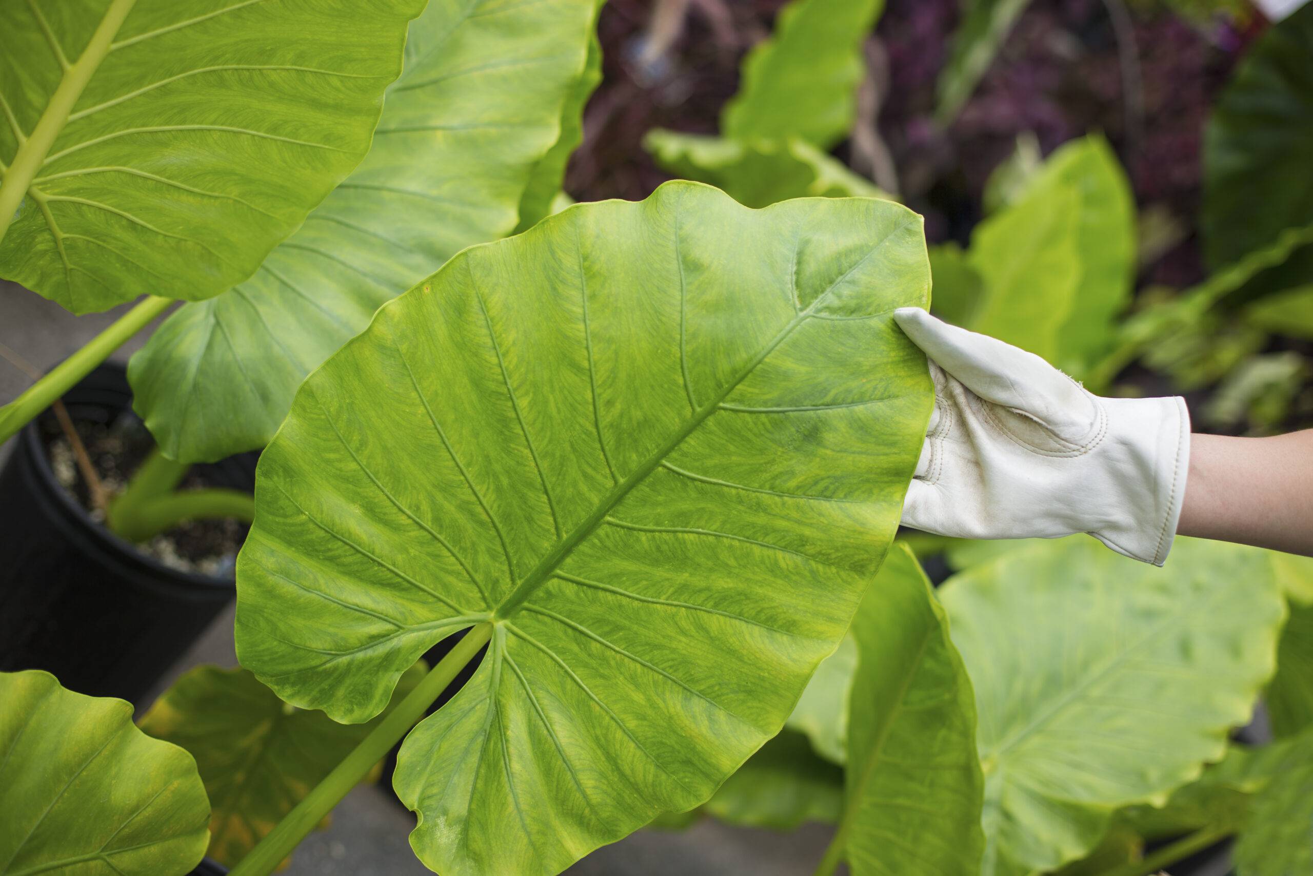 Working on an organic farm. A woman wearing gloves examining the leaves of a tropical plant.
