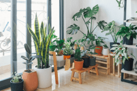 The Houseplants Every Stylist Swears By