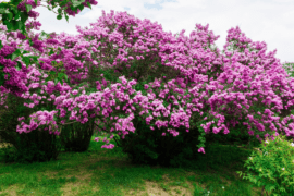 Elevate Your Garden Aesthetic with These Fast Growing Shrubs