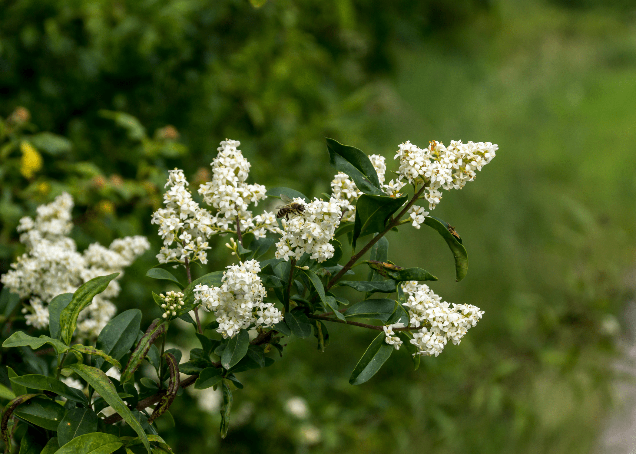 close up of privet twig