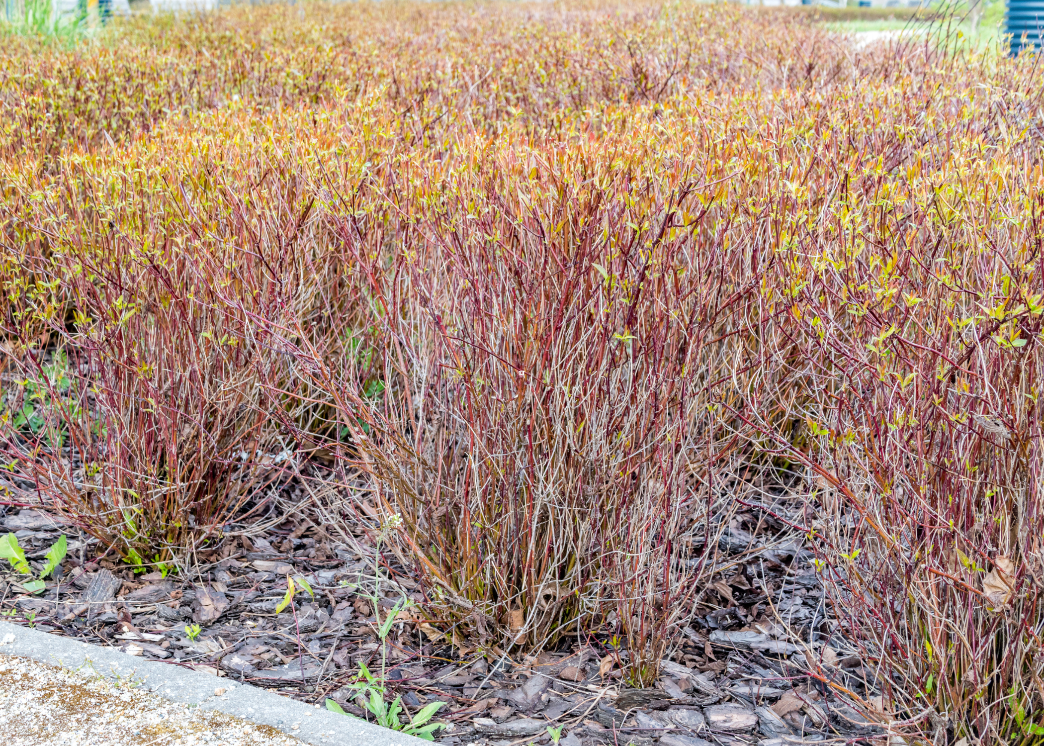red twig dogwood shrub