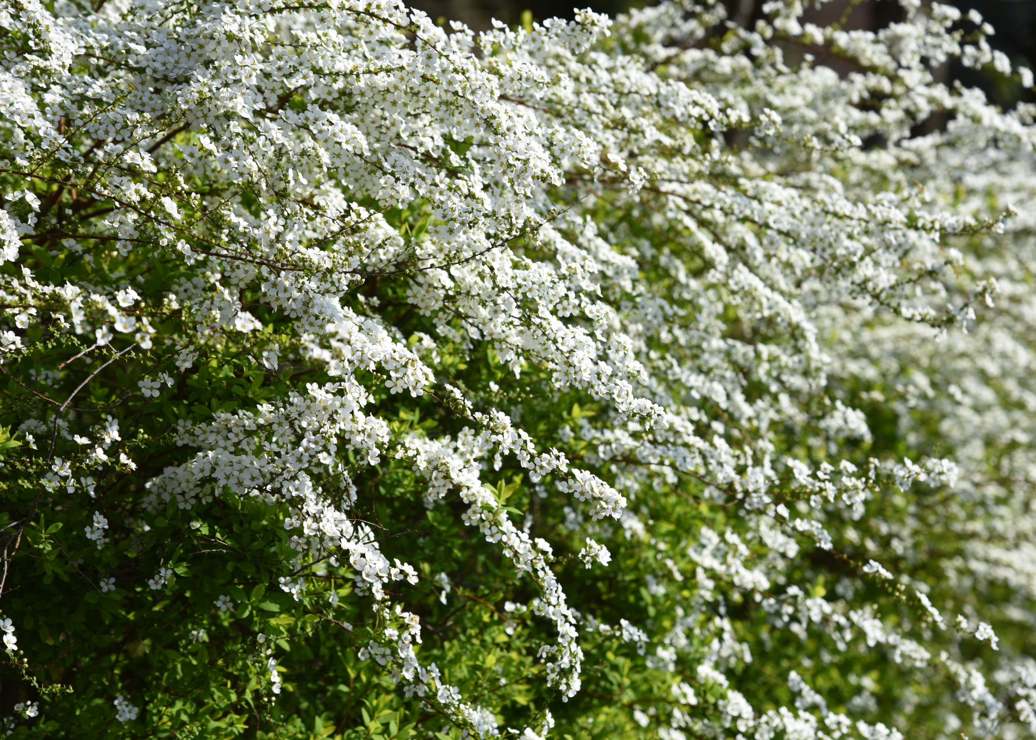 close up of spirea shrub