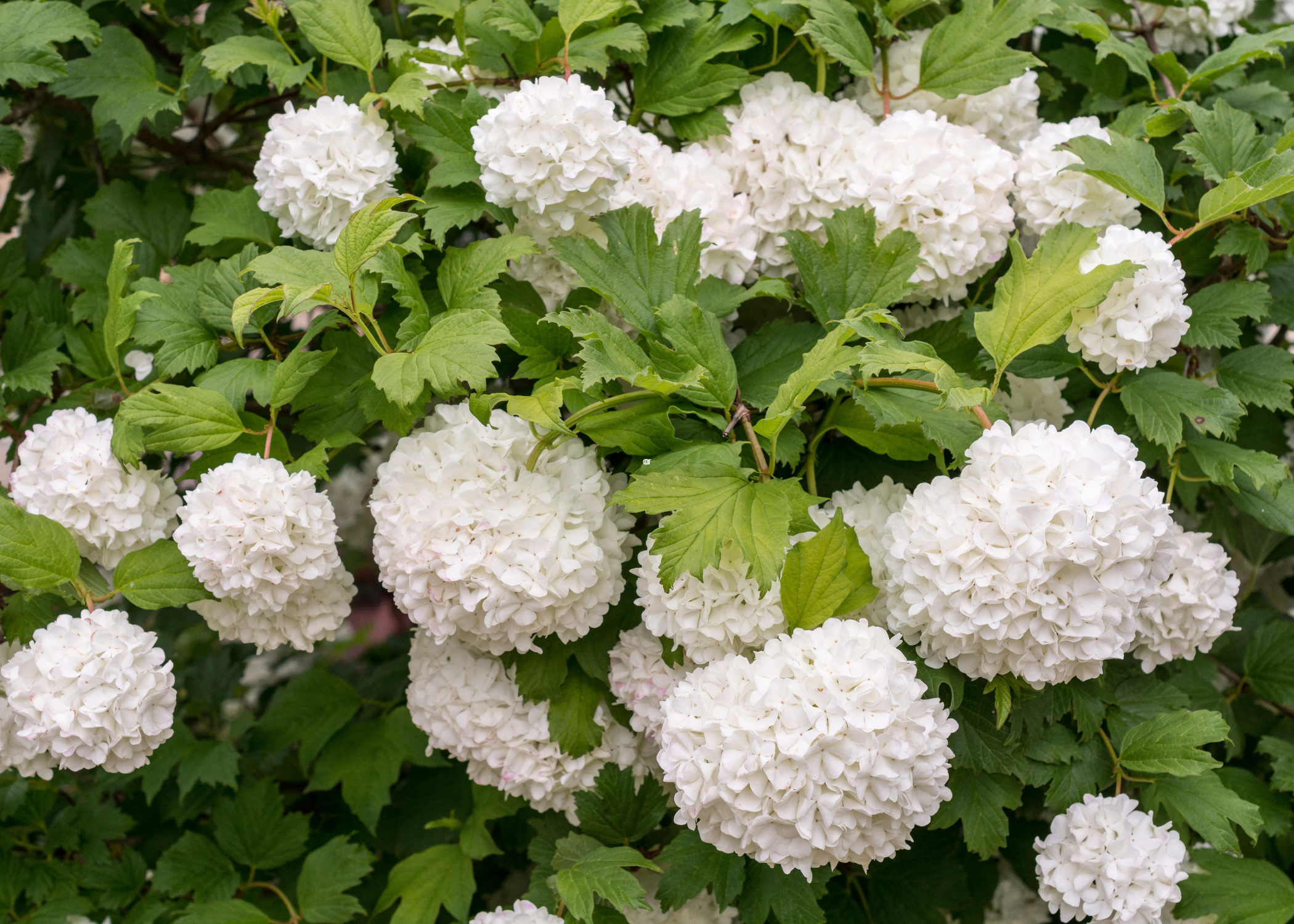 close up of Viburnum shrub