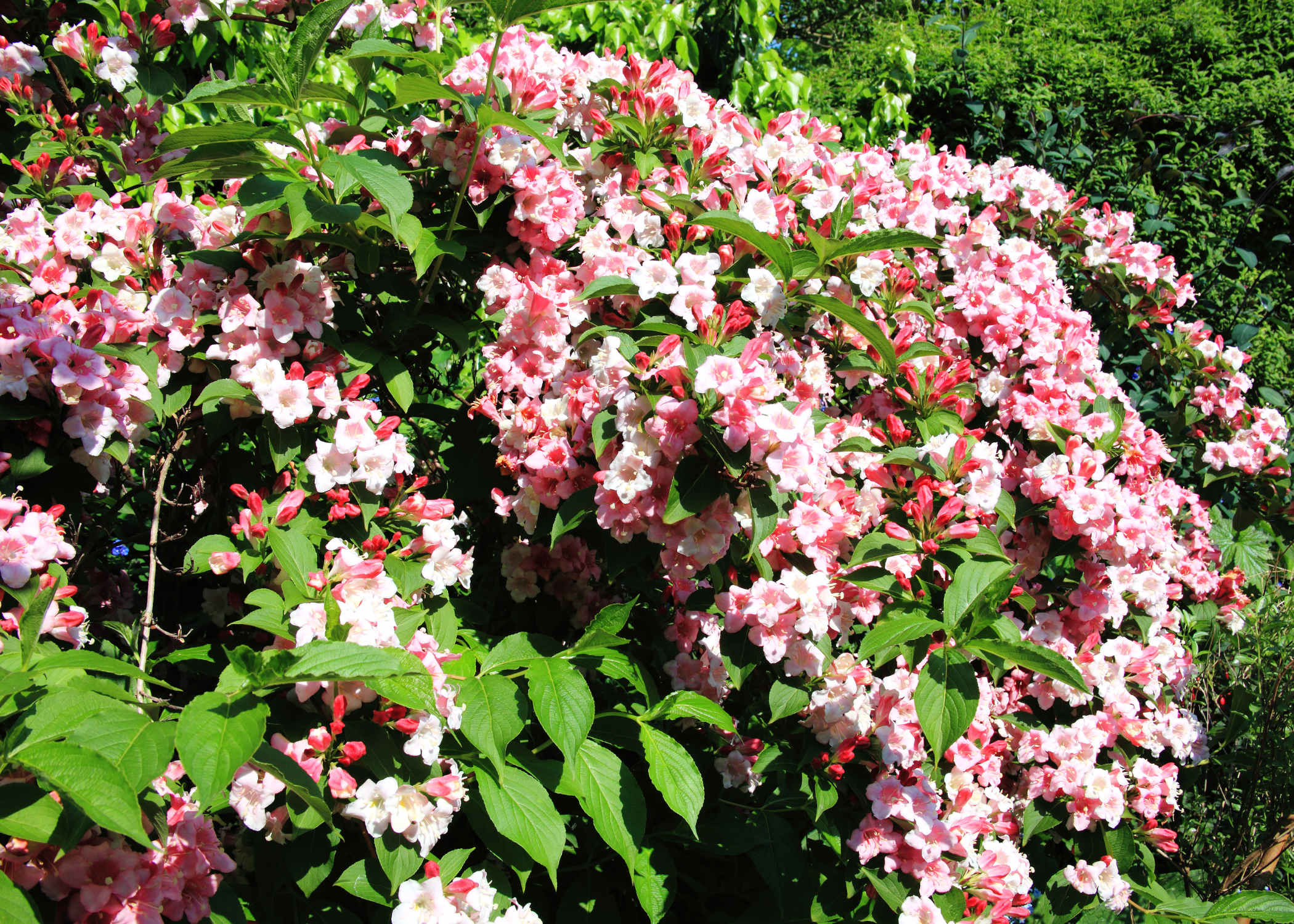 weigela shrub